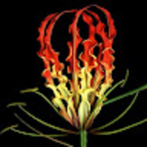 Meet your Posher, Jude